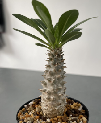 Pachypodium cv. tackyi 6 Pieces Seeds
