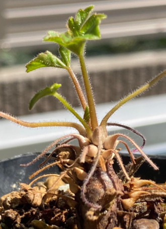 Pelargonium boranense 4 Pieces Seeds