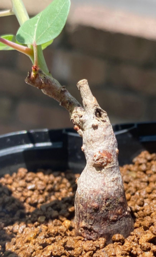 Boswellia ovalifoliolata 5 Pieces Seeds