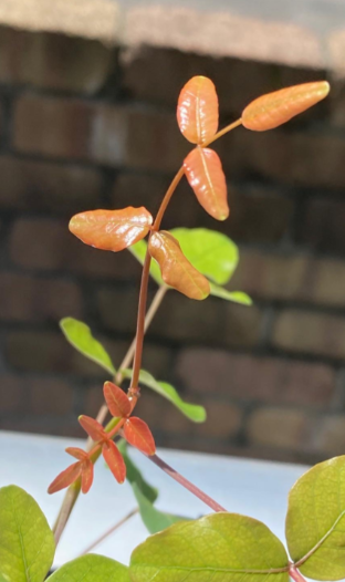 Boswellia ovalifoliolata 5 Pieces Seeds