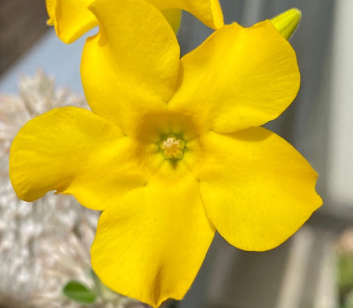 Pachypodium cv. tackyi 6 Pieces Seeds