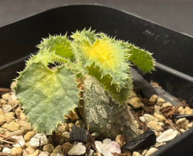 Dendrosicyos socotranus 10 Pieces Seeds