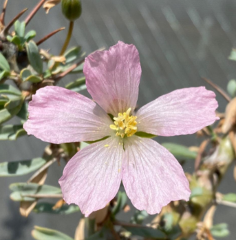 Monsonia patersonii 3 Pieces Seeds
