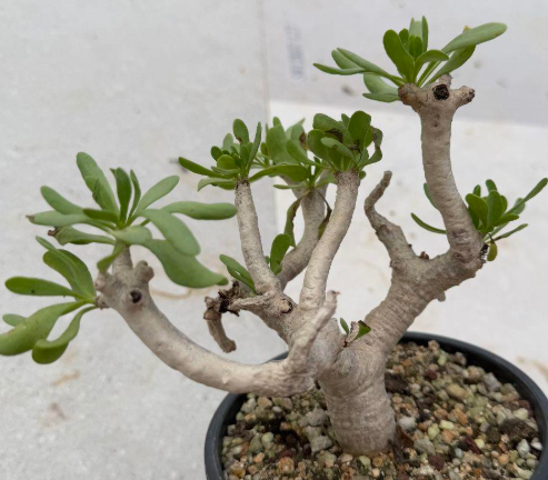 Othonna furcata 6 Pieces Seeds