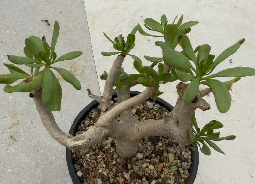 Othonna furcata 6 Pieces Seeds