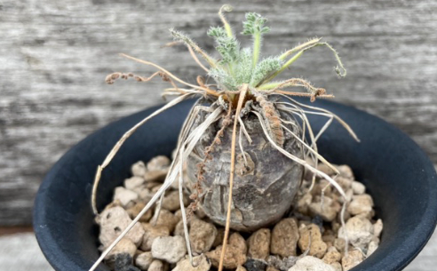 Pelargonium rapaceum 3 Pieces Seeds