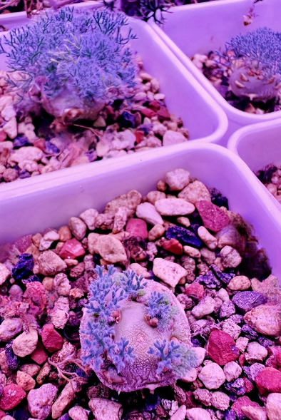 Pelargonium xerophyton 3 Pieces Seeds
