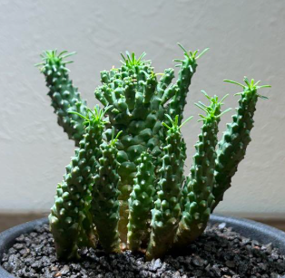 Euphorbia ramiglans 8 Pieces Seeds