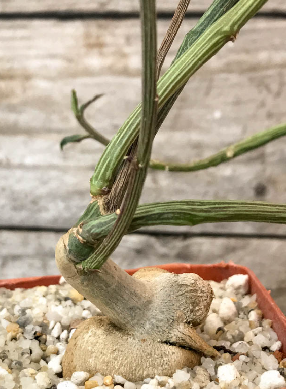 Euphorbia rubella 6 Pieces Seeds