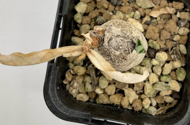 Euphorbia ruficeps 6 Pieces Seeds