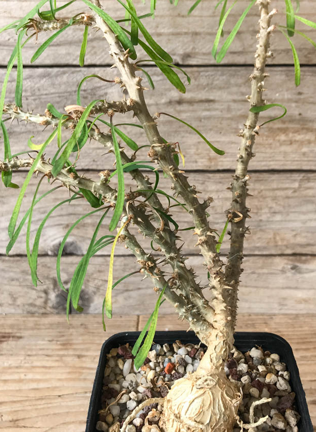 Euphorbia sakarahaensis 6 Pieces Seeds