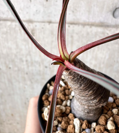 Euphorbia silenifolia 6 Pieces Seeds