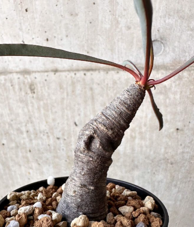 Euphorbia silenifolia 6 Pieces Seeds