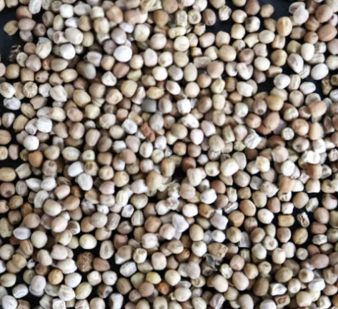 Euphorbia tuberosa 6 Pieces Seeds