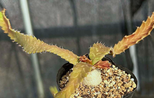 Euphorbia stellata 6 Pieces Seeds