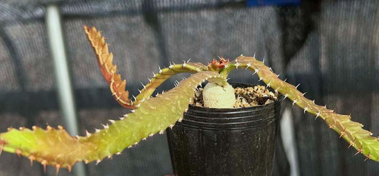 Euphorbia stellata 6 Pieces Seeds