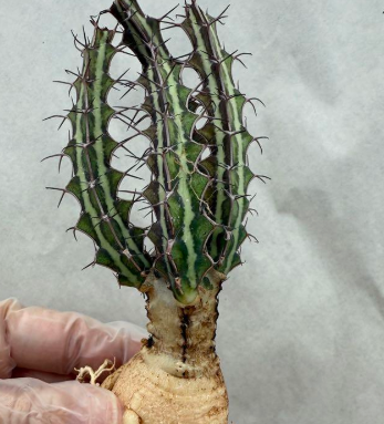 Euphorbia tenuispinosa ‘Mutomo’ 6 Pieces Seeds