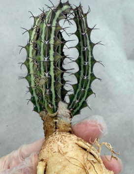 Euphorbia tenuispinosa ‘Mutomo’ 6 Pieces Seeds