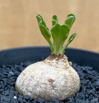 Euphorbia tuberosa 6 Pieces Seeds