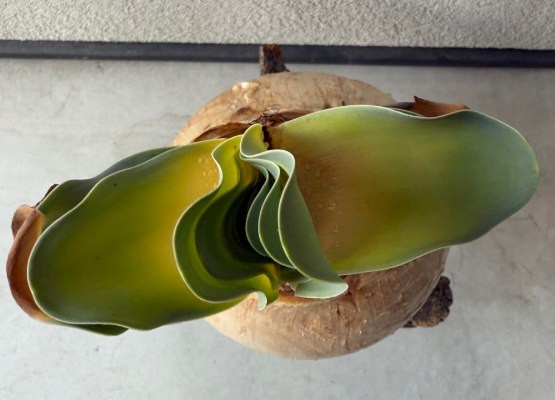 Boophone haemanthoides 10 Pieces Seeds