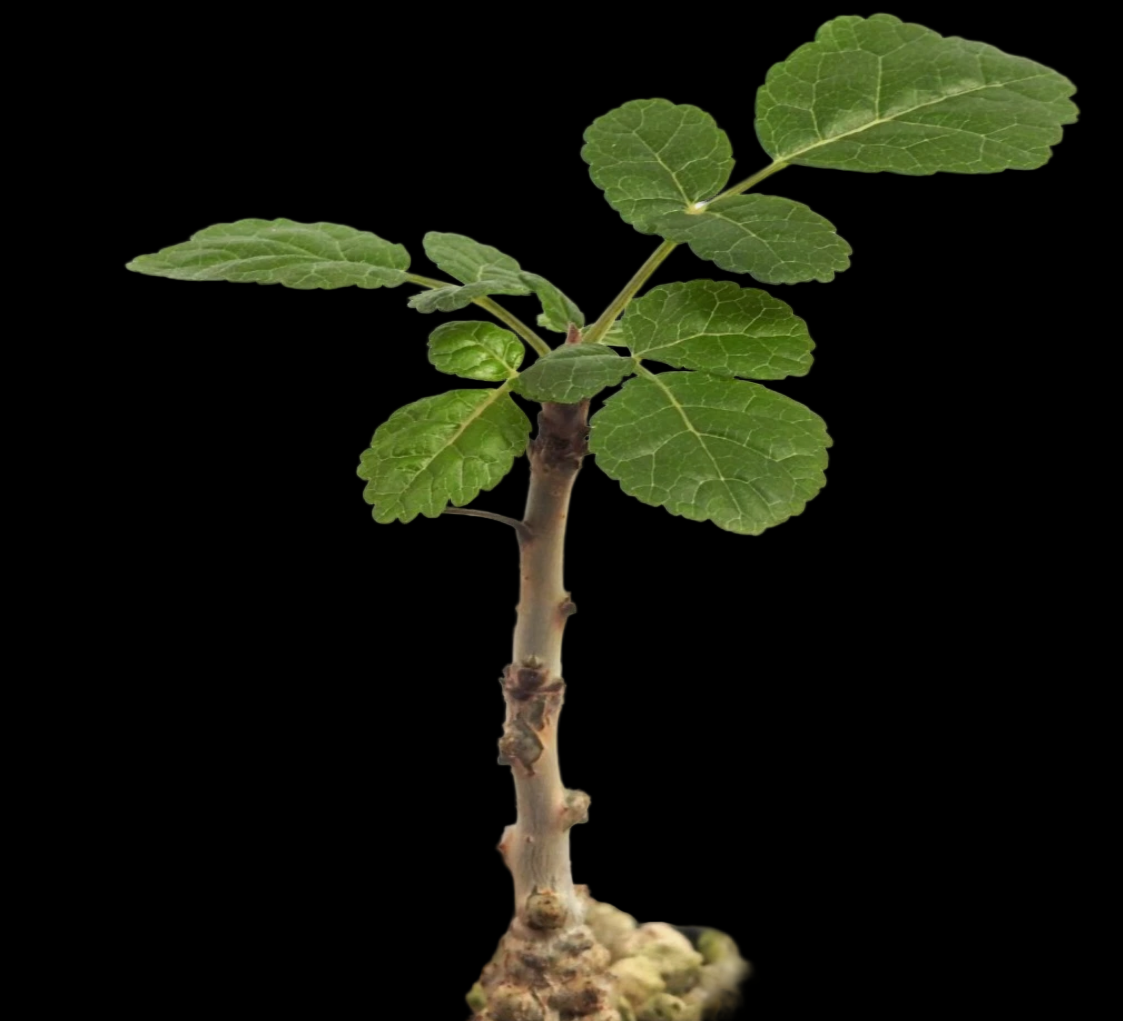 Boswellia oropedionis 4 Pieces Seeds