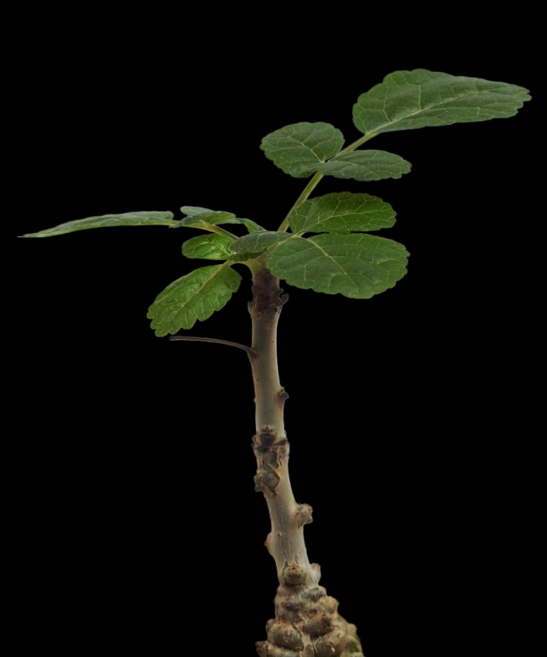 Boswellia oropedionis 4 Pieces Seeds