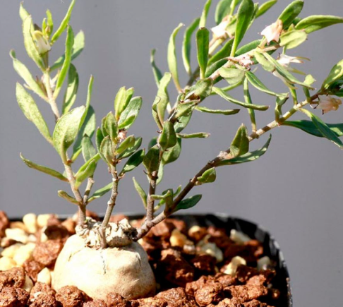 Brachystelma nanum 4 Pieces Seeds