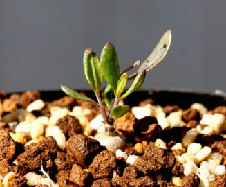 Brachystelma nanum 4 Pieces Seeds