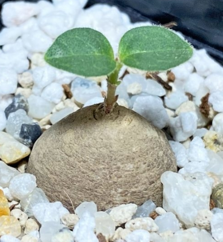 Brachystelma aff. lancasteri 4 Pieces Seeds