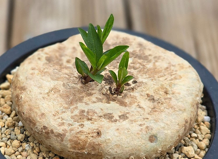 Brachystelma plocamoides 6 Pieces Seeds