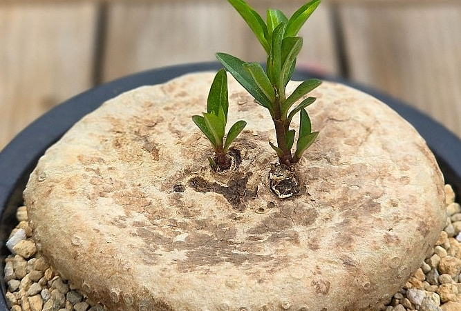 Brachystelma plocamoides 6 Pieces Seeds