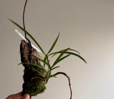 Hydnophytum puffii 5 Pieces Seeds