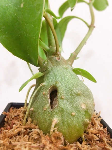 Hydnophytum moseleyanum 5 Pieces Seeds