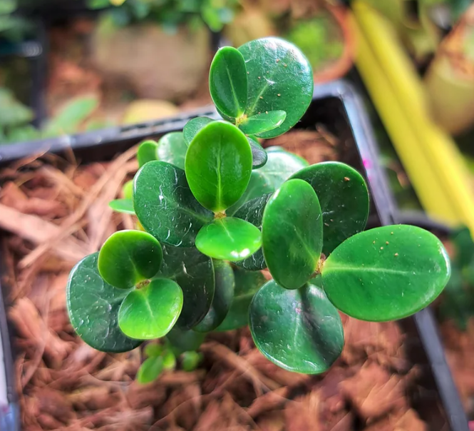 Hydnophytum caminiferum 5 Pieces Seeds