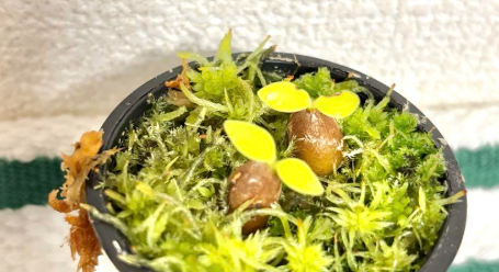 Hydnophytum papuanum 5 Pieces Seeds