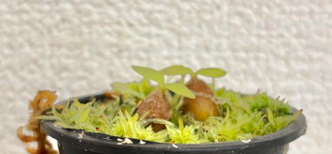 Hydnophytum papuanum 5 Pieces Seeds