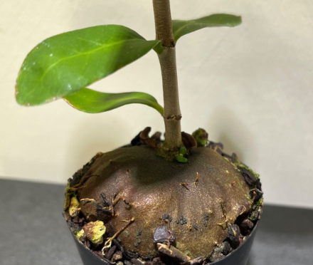 Hydnophytum formicarum 5 Pieces Seeds