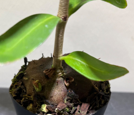 Hydnophytum formicarum 5 Pieces Seeds