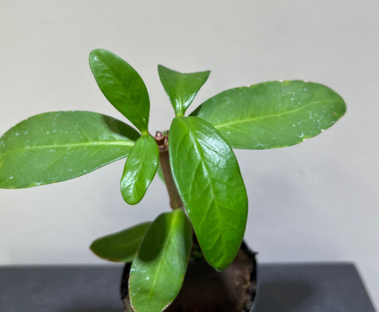 Hydnophytum formicarum 5 Pieces Seeds