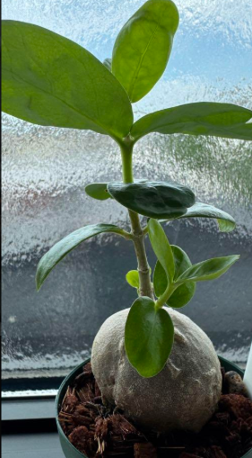 Hydnophytum. aff. ovatum 5 Pieces Seeds