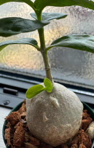 Hydnophytum. aff. ovatum 5 Pieces Seeds