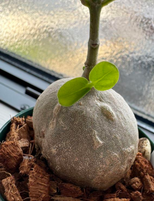 Hydnophytum. aff. ovatum 5 Pieces Seeds