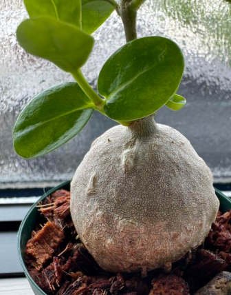 Hydnophytum. aff. ovatum 5 Pieces Seeds