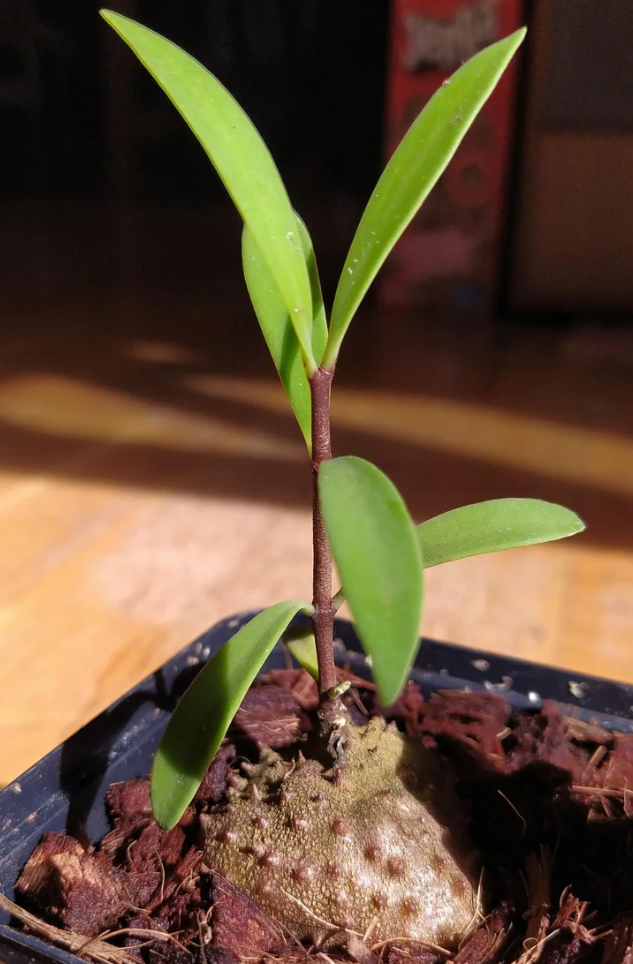 Hydnophytum spec. Jayapura 4 Pieces Seeds
