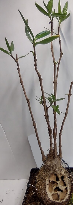 Hydnophytum dentrecastense 4 Pieces Seeds