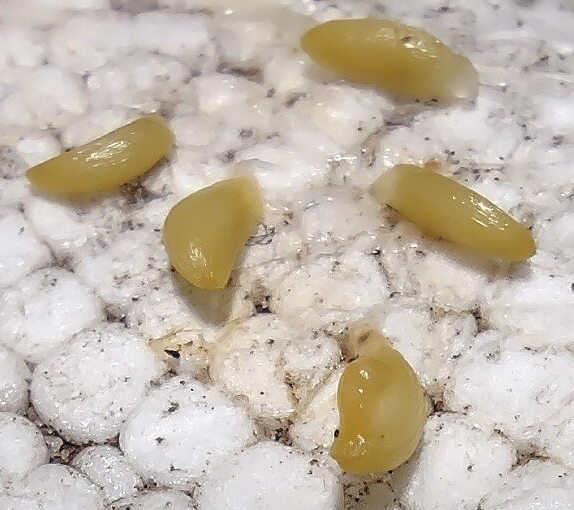 Hydnophytum dentrecastense 4 Pieces Seeds