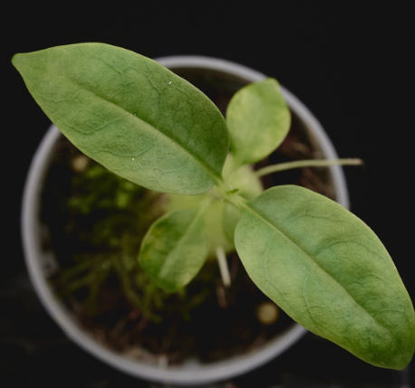 Hydnophytum radicans 4 Pieces Seeds