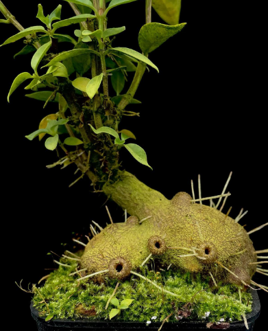 Hydnophytum sp. 'Roundish Caudex' 4 Pieces Seeds