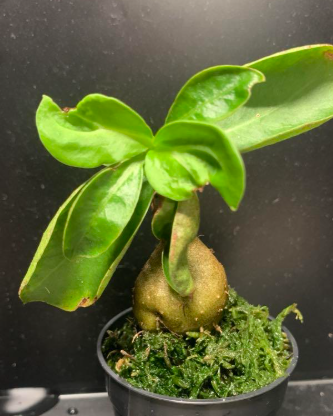Anthorrhiza bracteosa 6 Pieces Seeds