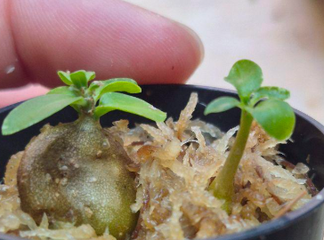 Hydnophytum sp. (ameba tuber) 5 Pieces Seeds